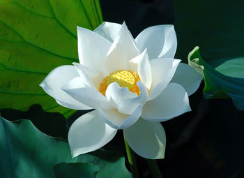 Close-up of white lotus water lily blooming on pond
