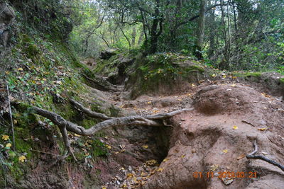 Trees growing in forest