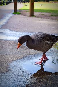 Close-up of duck