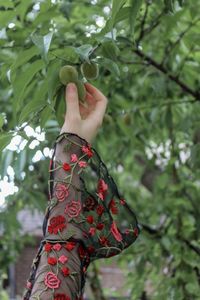 Cropped hand of woman picking fruits on branch