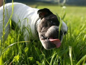 Close-up of dog on grassy field