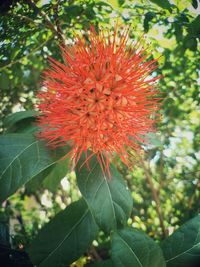 Close-up of red flowering plant