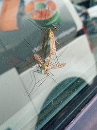 Close-up of insect on glass window