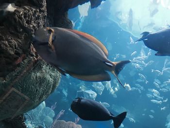 Close-up of fish swimming in aquarium