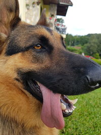 Close-up of dog looking away