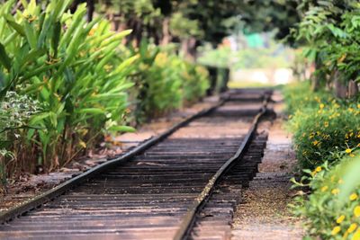 Close-up of railroad track amidst plants