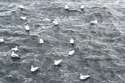 High angle view of seagulls swimming in sea
