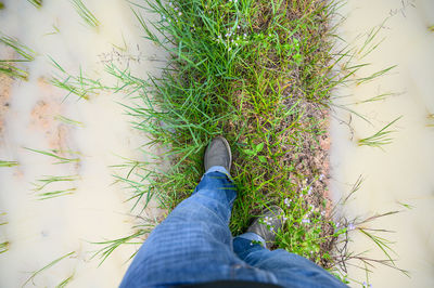 Low section of man against plants