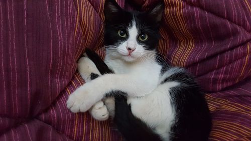 Close-up of cat sitting on sofa