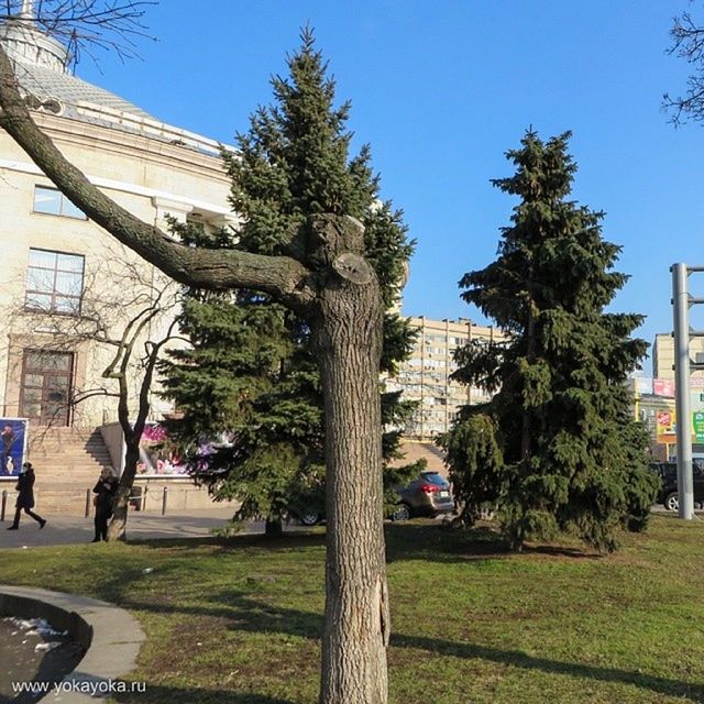 TREES BY CITY AGAINST SKY