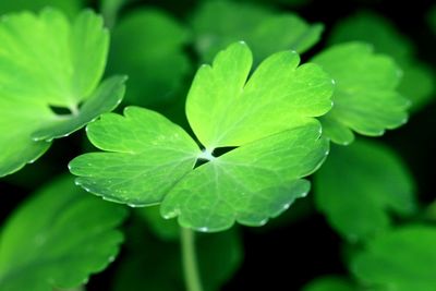 Close-up of raindrops on leaves
