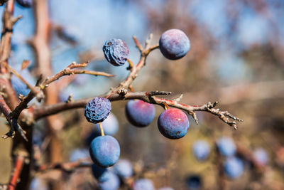 Close-up of berries growing on tree