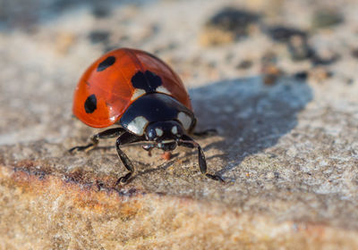 Close-up of ladybug