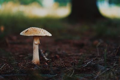 Close-up of mushroom growing on field