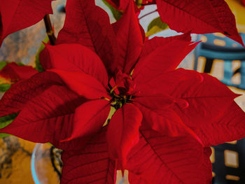 Close up of red flower