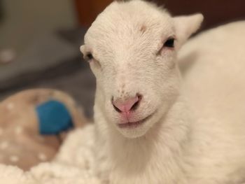 Close-up portrait of a cat