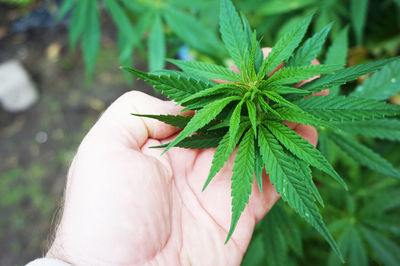 Close-up of hand holding leaves