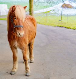 Horse standing in a field