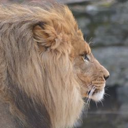 Lion profile