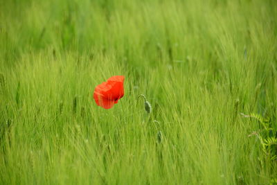 Flowers growing on grassy field