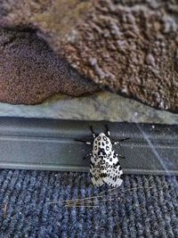 High angle view of butterfly