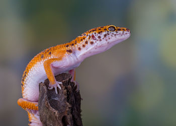 Close-up of lizard on tree