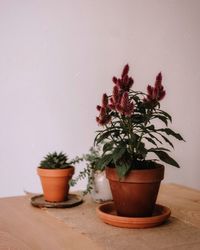 Potted plants plant