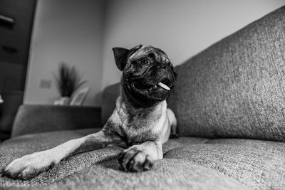 Dog sitting on sofa at home