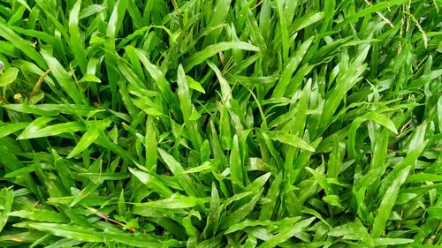 Full frame shot of fresh green plants