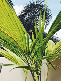 Low angle view of palm tree against sky