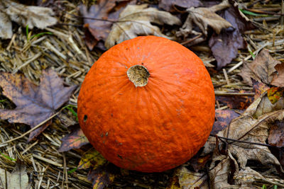 High angle view of pumpkins on field