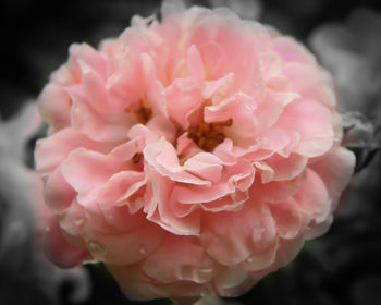 Close-up of pink rose blooming