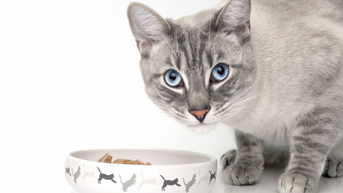 Portrait of cat drinking from glass