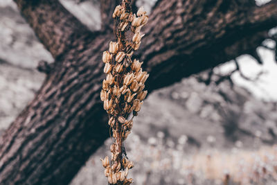 Close-up of tree trunk