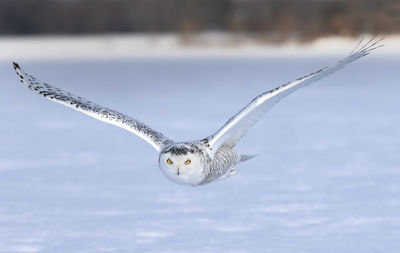 Close-up portrait of seagull flying