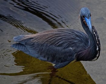 Close-up of spoonbill standing in lake