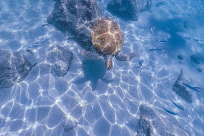 High angle view of swimming in sea