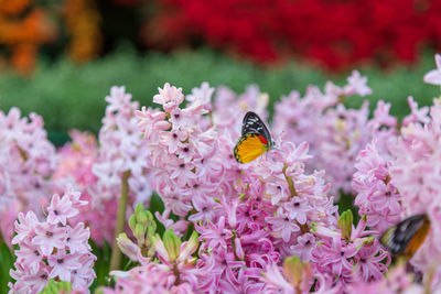 Close-up of butterfly pollinating on pink flower