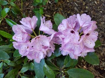 Close-up of pink flowers