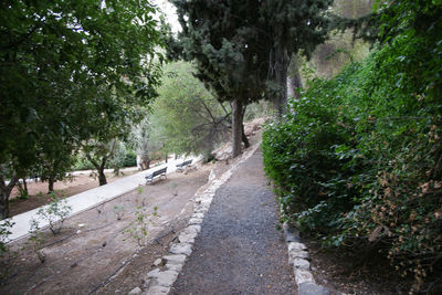 Road amidst trees in forest