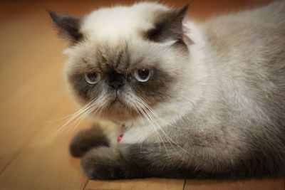 Close-up portrait of a cat