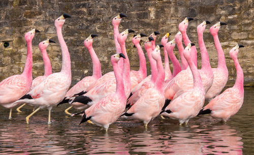 Flock of flamingos in lake