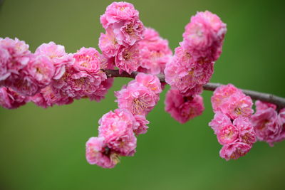Close-up of pink cherry blossom