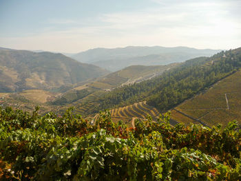 Scenic view of vineyard against sky