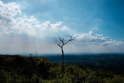 Bare tree on landscape against sky