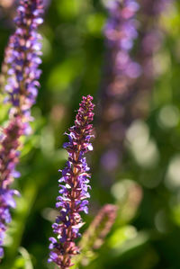 Close-up of purple flowering plant