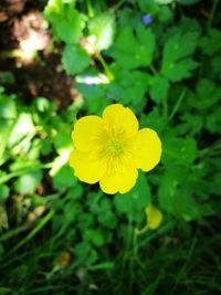 Close-up of yellow flower blooming outdoors