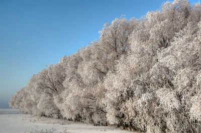 Low angle view of snow covered trees against clear blue sky