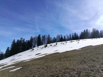 Trees on snow covered land against sky