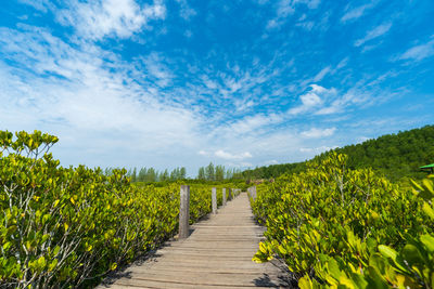 Footpath amidst plants on field against sky